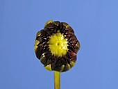 Dahlia flower bud, timelapse