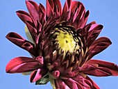 Dahlia flower opening, timelapse