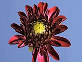 Dahlia flower opening, timelapse