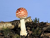 Fly agaric mushroom, timelapse