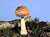 Fly agaric mushroom, timelapse