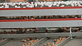 Eggs in a factory