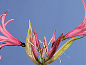 Nerine bowdenii flowers, timelapse