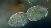 Stylonychia protozoan dividing