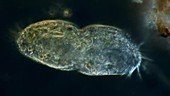 Stylonychia protozoan dividing