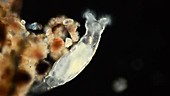Bdelloid rotifer, light microscopy