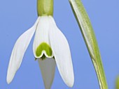 Snowdrop flower, timelapse