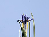 Iris reticulata Edward, timelapse