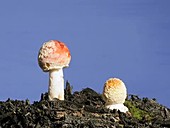 Fly agaric mushrooms growing, timelapse