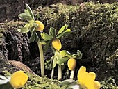 Eranthis flowers, timelapse