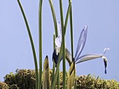Iris reticulata Clairette, timelapse