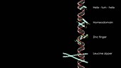 DNA binding domains, animation