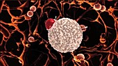 White blood cell, animation