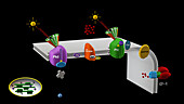 Cyclic photosynthesis, animation