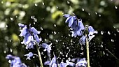 Bluebells in rain, high-speed