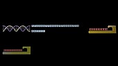 Addition of a telomere to DNA, animation
