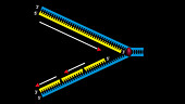 DNA synthesis, animation