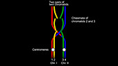 Chromosomal crossover, animation