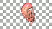 Full-term fetus, animation