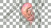 Full-term fetus, animation