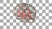 Human Brain, animation