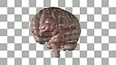 Human Brain, animation