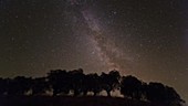 Milky Way over trees, timelapse