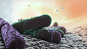 Drug-resistant bacteria