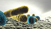 Drug-resistant bacteria