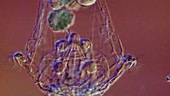 Synchaeta pectinata rotifer