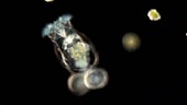 Rotifer carrying eggs