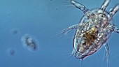 Water flea nauplius larva