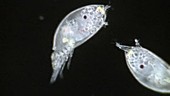 Barnacle cyprid larvae
