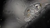 Barnacle cyprid larva