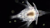 Barnacle nauplius larva