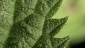 Stinging nettle (Urtica dioica) leaf