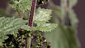 Stinging nettle (Urtica dioica)