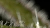 Stinging nettle (Urtica dioica)
