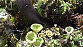 Pixie cup lichen and Slug