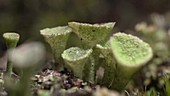 Pixie cup lichen