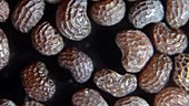 Poppy seeds (Papaver somniferum)
