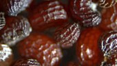 Poppy seeds (Papaver somniferum)