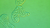 Entamoeba histolytica parasites