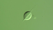 Trichomonas vaginalis parasite