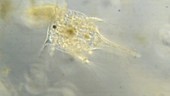 Copepod from plankton