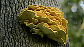 Sulphur shelf mushroom