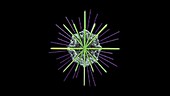 Acantharian microtubules, animation