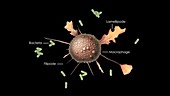 Macrophage engulfing bacteria, animation