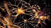 Glial cells and neurons, animation