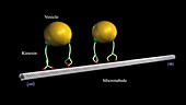 Transport of vesicles, animation